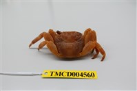 藏品(白紋方蟹)的圖片